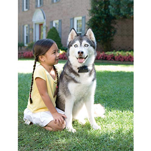PetSafe Système de Clôture Anti-fugue pour Chien